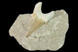 Otodus Shark Tooth Fossil in Rock - Eocene #139928-1